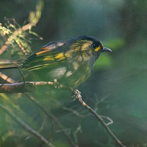 Taiwan liocichla (Liocichla steerii)