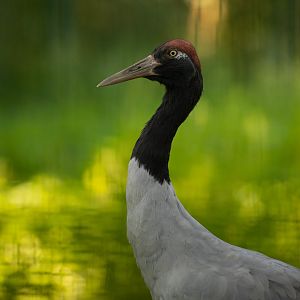 Black-necked crane (Grus nigricollis)