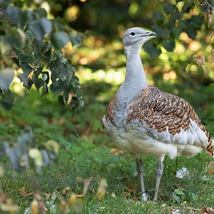 Great bustard (Otis tarda)