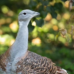 Great bustard (Otis tarda)