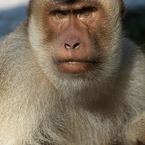 Sunda pig-tailed macaque (Macaca nemestrina)