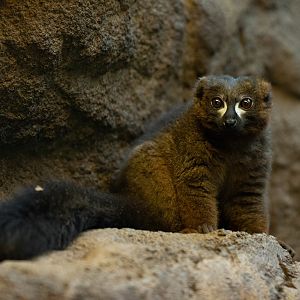 Red-bellied lemur (Eulemur rubriventer)