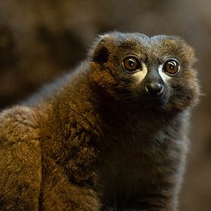 Red-bellied lemur (Eulemur rubriventer)