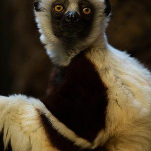 Coquerel's sifaka (Propithecus coquereli)