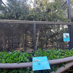 Squirrel Monkey - enclosure