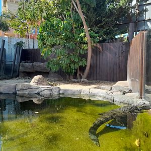 Caiman - enclosure