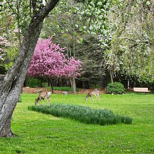 JA McFaul Environmental Center - Garden with wild deer