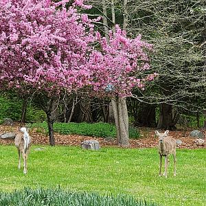 JA McFaul Environmental Center - Wild White-tailed Deer