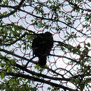 JA McFaul Environmental Center - Turkey Vulture high on tree