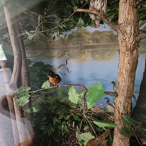 JA McFaul Environmental Center - Forest diorama