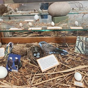 JA McFaul Environmental Center - Birds eggs