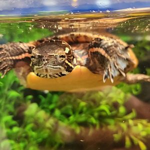 JA McFaul Environmental Center - Painted Turtle