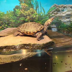 JA McFaul Environmental Center - Diamondback Terrapin
