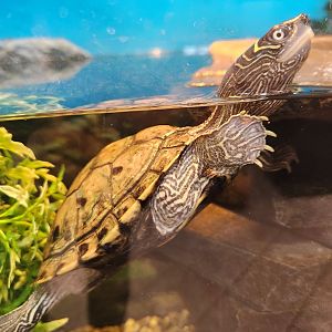 JA McFaul Environmental Center - Northern Map Turtle