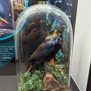 Himalayan Monal Taxidermy