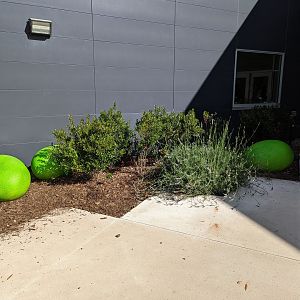Eggs at base of Cassowary Statue