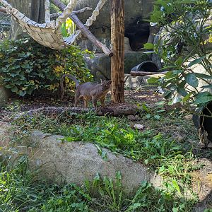 Fossa at the Greensboro Science Center