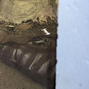 Pygmy Hippos "Holly" and "Huckleberry"