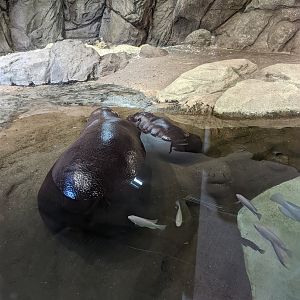 Pygmy Hippos "Holly" and "Huckleberry"