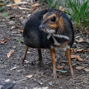 Balabac mouse deer (Tragulus nigricans)