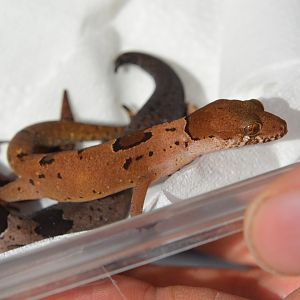Northern Sri Lanka gecko (Cyrtodactylus yakhuna)