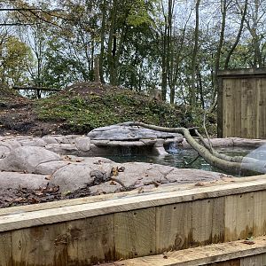 Dudley new bush dog enclosure, WIP, Pond