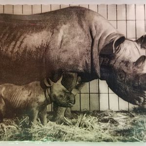 "Katharina" and her calf (Black rhinoceros)