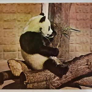 "Chi Chi" (Giant panda)