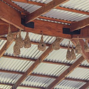 New Cheetah Grasslands - Fake weaver nests