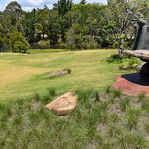 New Cheetah Grasslands - main exhibit