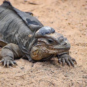 Rhinoceros Iguana