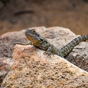 wild - Eastern Water Dragon