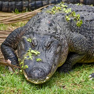 American Alligator