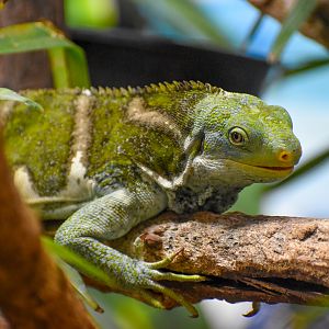 Fijian Crested Iguana