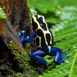 Dyeing Poison-Dart Frog