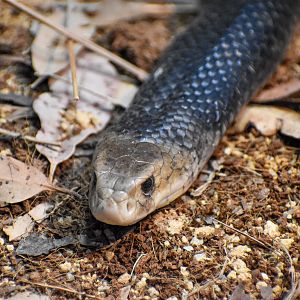 Eastern Brown Snake