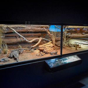 Yakka Skink/Shingleback/Bearded Dragon Enclosure