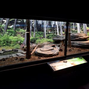 Rattlesnake/Corn Snake Enclosure
