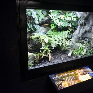 Dart Frog Enclosure