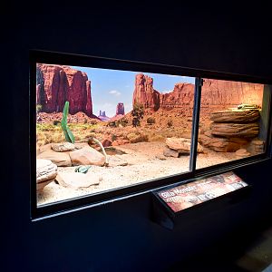 Gila Monster Enclosure