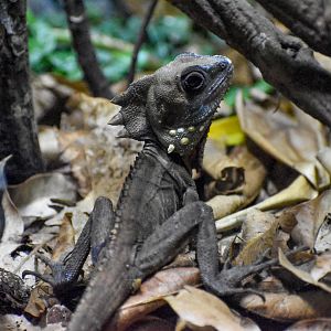 Boyd's Forest Dragon