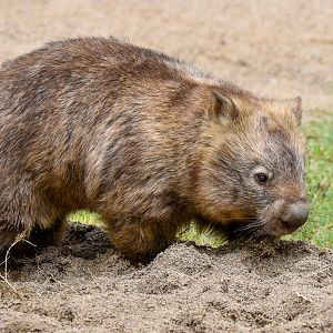 Common Wombat