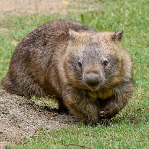 Common Wombat