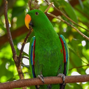 Eclectus Parrot