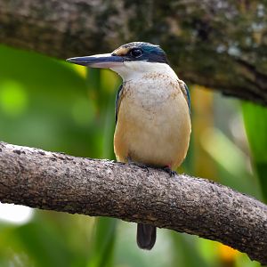 Sacred Kingfisher
