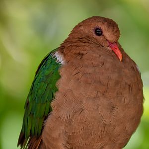 Pacific Emerald Dove