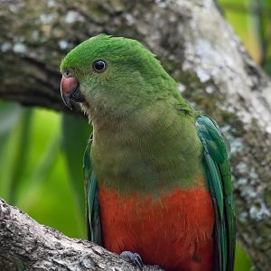 New Species at Australia Zoo: Australian King-Parrot