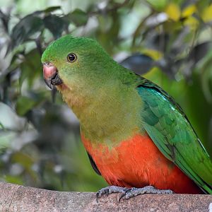New Species at Australia Zoo: Australian King-Parrot