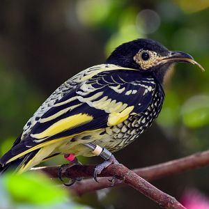 Regent Honeyeater