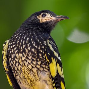 Regent Honeyeater
